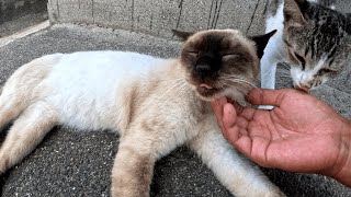 タヌキ風な父猫にベッタリな猫島の子猫が愛くるしいのでナデナデ