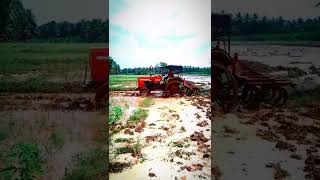 Indian Tamilnadu Guy Mass Driving In Paddy Agri Land🌾 | நெல் நடவு செய்ய நிலம் உழுவும் குட்டி உழவன் 💚