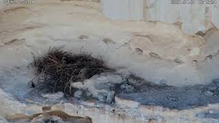 Wallcreeper in the Vultures nest כתלי בקן נשרים