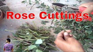 नर्सरी की तरह लगाए गुलाब की कटिंग / How to grow Rose cutting in bulk / Gardening Tips /Mammal Bonsai नर्सरी की तरह लगाए गुलाब की कटिंग / How to grow Rose cutting in bulk / Gardening Tips /Mammal Bonsai