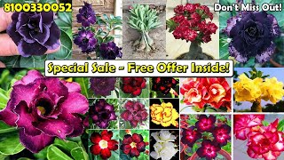 🌸 Green Bazar: Adenium Obesum Varieties - Special Sale!🌿Free Offer Inside!📞 Call 8100330052 #adenium