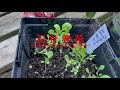 矮牵牛育苗 看看划算吗？petunia seeding