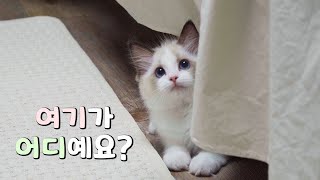 아기고양이 입양 첫날 집에와서 하는 귀여운 행동들