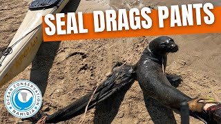 Kayaker Spots Seal Dragging Pants