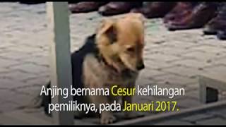 Cesur, Kisah Mengharukan Seekor Anjing