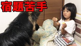 シェパード犬子供達も宿題苦手かくれんぼGerman Shepherd dog