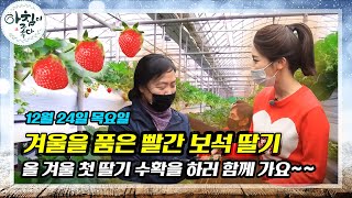 새콤달콤 겨울 제철 딸기가 조하🍓🍓 | 아침이 좋다 | 12월 24일