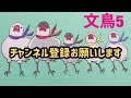 【爆笑】文鳥劇場　ききちゃん通信　 264