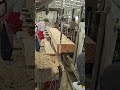 solid wood cutting and shaping factory process