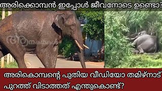 അരിക്കൊമ്പൻ ഇപ്പോൾ ജീവനോടെയുണ്ടോ?  | Arikomban latest news | Wild elephant kerala |