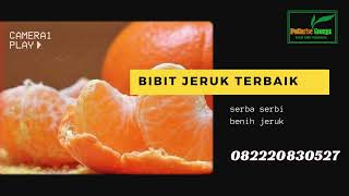 0822.2083.0527 (Tsel) ASLI, Bibit Jeruk Madu