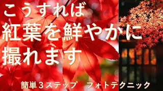 紅葉を鮮やかに撮る、簡単ワンポイント撮影テクニック！