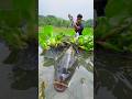 Amazing Boy Catching Fish By Teta Trap #bigfish #fishingvideo