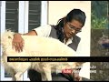 a family from thrippunithura saves and feeds stray dogs