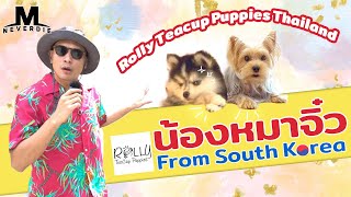 EP.11 Exclusive กับน้องหมาจิ๋ว ที่ Rollypups ร้านสัญชาติเกาหลี ที่แรกในไทย Doggo| M NEVERDIE