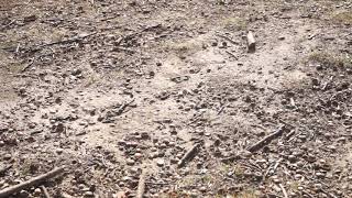 Colletes inaequalis nesting aggregation, mating ball