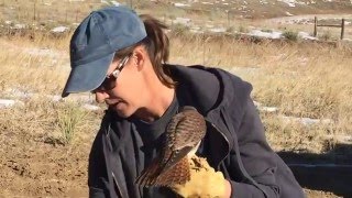 Deanna Training her Female American Kestrel