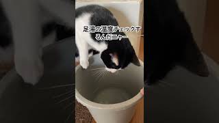 リュウ君と一緒に足湯して温まります　＃保護猫兄弟