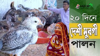 নতুন আইডিয়া দেশী মুরগির বাচ্চা পালন। ২০ দিনে দেশী মুরগী বিক্রি। অল্প পুঁজি, কম লাভ, বেশি বিক্রি