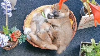 Christmas with Shiba Inu Puppies