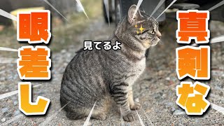 【11/21】幸招く農家ネコたち🐈‍⬛🐈【農園生活ダイジェスト】