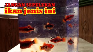 ternyata budidaya ikan platy itu gampang banget