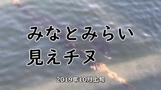 みなとみらい 見えチヌ