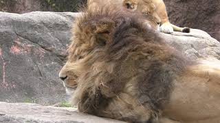 Lion (TENNOJI ZOO, Osaka, Japan) March 31, 2019