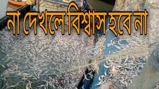 Lote fish, lote fish live | lots of lote fish caught by fisher man.