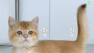 냥생 3개월 아기 고양이의 일상 | 꾹꾹이 맛집 | 초보 집사 브이로그 | 고양이 브이로그