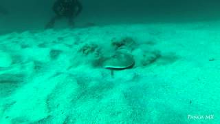 Electric Ray Burying Itself