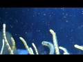 feeding.orange barred garden eel.餌を食べるニシキアナゴ。