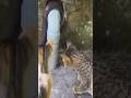 Cat vs Snake real fight