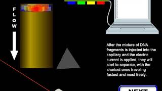 animation on how an electropherogram is generated