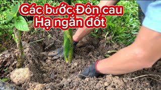 Cách Đôn Cây Cau, Làm Ngắn Đốt | Báo Giá Cau Non Hôm Nay