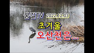 [꿈길TV] 초겨울의 오산천은~ (오산천의 장미, 오산천의 물새, 오산천의 물고기, 오산천의 억새, 오산천의 소국)