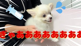 混合ワクチンを打ってきました。【子犬】【大絶叫】