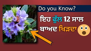 ਇਹ ਫੁੱਲ 12 ਸਾਲ ਬਾਅਦ ਖਿੜਦਾ 😱 This flower blooms after 12 years #shorts