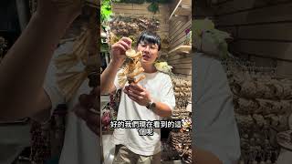 養和尚的朋友必須收藏！ #parrot #鸚鵡