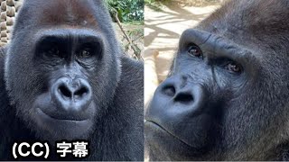 42 difficult quizzes♫ Which is Momotaro \u0026 which is Gentaro? Can you answer? Momotaro family, Gorilla