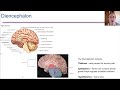 The Diencephalon