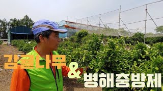 #09. [감귤 마이스터] 샛별(한라봉)농장 - 감귤나무 병해충 방제 (병해충방제, 마이스터, 궤양병, 창가병, 데뎅이병, 농가, 하우스, 한라봉, 감귤나무)