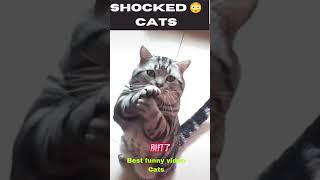 Shocked the cats funny videos 2023 #youtubeshorts #funnyvideo