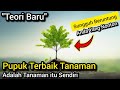 🔴Pupuk Terbaik Untuk Tanaman Adalah Tanaman Itu Sendiri ✅ Pupuk Cabai, Padi, Pohon, Tanaman Hias Dll