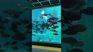 箱根園水族館 水中ショー