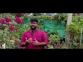 அரிய வகை தாய் செடிகள் நாட்டு ரோஸ் சிவப்பு 3 4 feet plants best roses motherplant rareroses