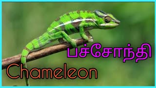 பச்சோந்தி / Chameleon