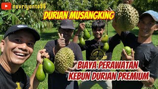 BIAYA PERAWATAN DURIAN PREMIUM SAMPAI BERBUAH | #musangking #kebundurian