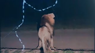 Sky Lightning Shock the Lions | Ndhzenga Males | Amazing Footage