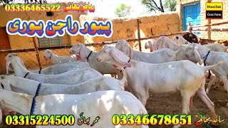 pure rajan puri 20/4/23 goat farming in Pakistan goat business bakra business